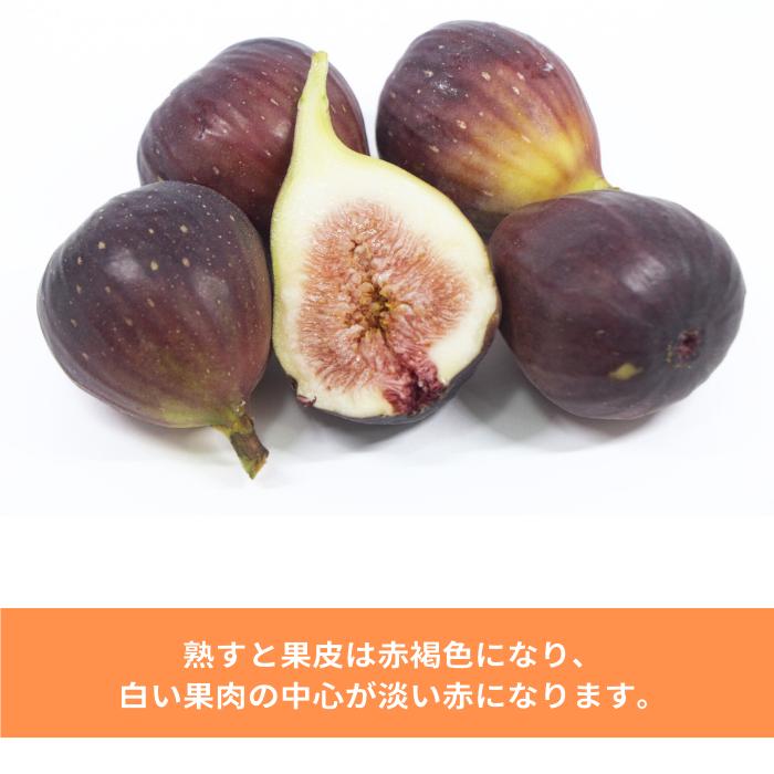 イチジク 苗 ドーフィン 2年生 5号 苗木 果樹苗 いちじく 無花果 果物