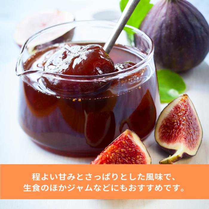 イチジク 苗 ドーフィン 2年生 5号 苗木 果樹苗 いちじく 無花果 果物