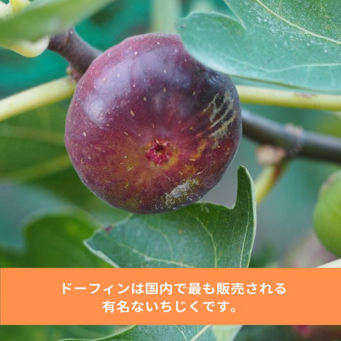 イチジク 苗 ドーフィン 2年生 5号 苗木 果樹苗 いちじく 無花果 果物