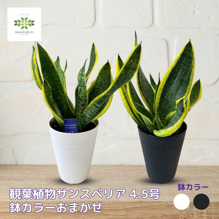 観葉植物 サンスベリア 4.5号鉢 鉢カラーおまかせ ホワイト ブラック