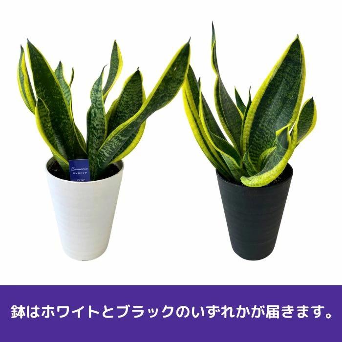 サンセベリアケニア（希少） 観葉植物 陶器鉢付き 観葉植物 本物 サンスベリア・ケニア セメントポット インテリア