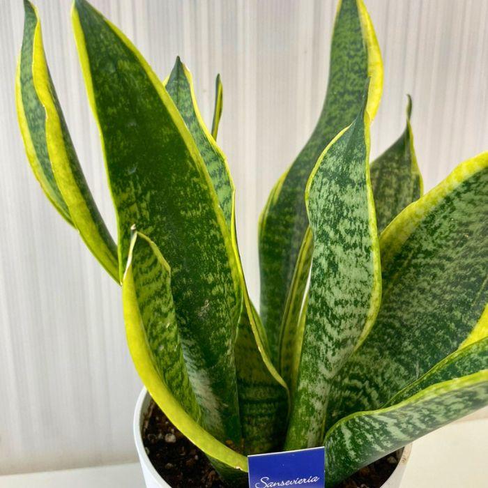 観葉植物 サンスベリア 4.5号鉢 鉢カラーおまかせ ホワイト ブラック