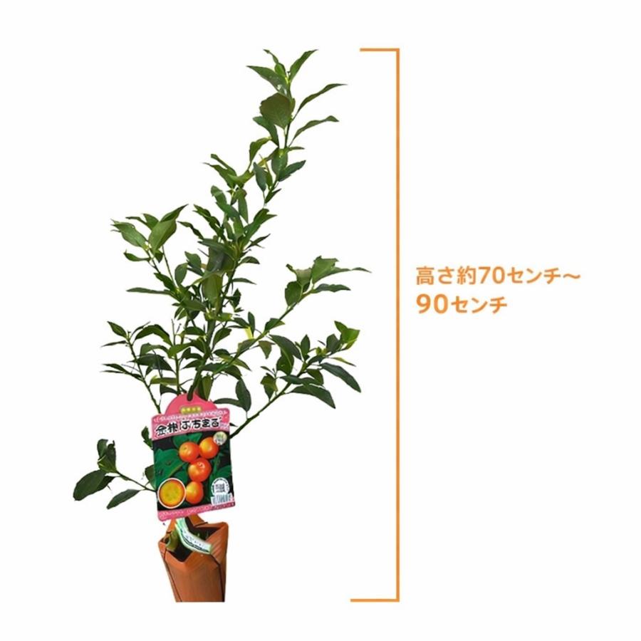 最高級品種 キンカン ぷちまる 苗木 金柑 種なし 4.5号 ロングポット