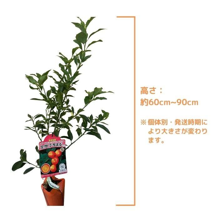 最高級品種 キンカン ぷちまる 苗木 金柑 種なし 4.5号 ロングポット