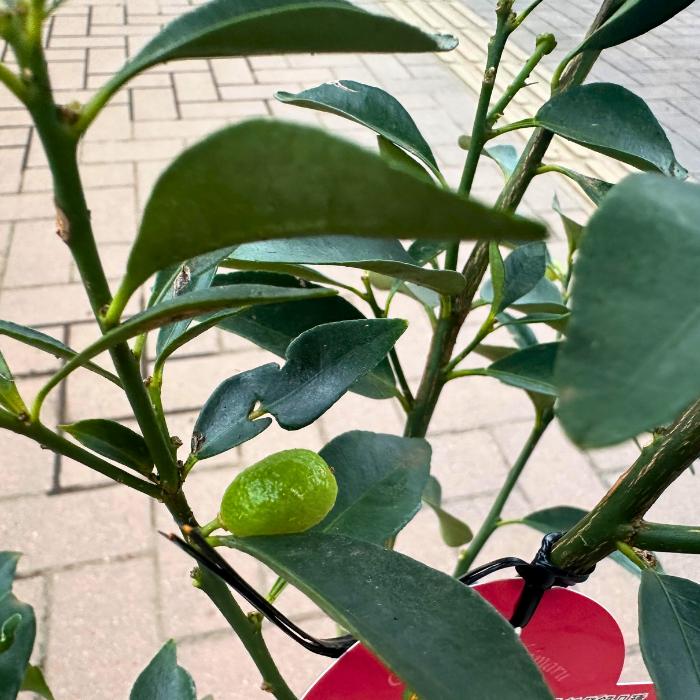 果樹 つぼみあり 緑色の葉 プチマル金柑 果樹 つぼみあり 緑色の葉