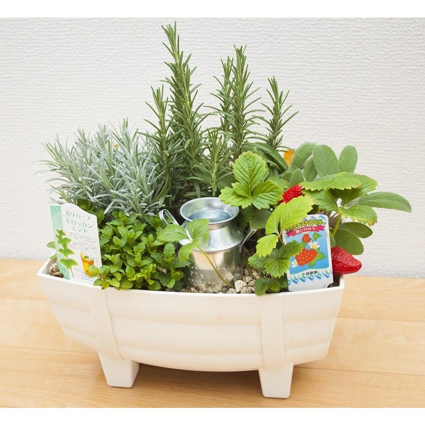 母の日 ギフト ハーブ 寄せ植え 季節のおまかせ プレゼント 贈り物 21 Md 23 マスダグリーン 通販 Yahoo ショッピング