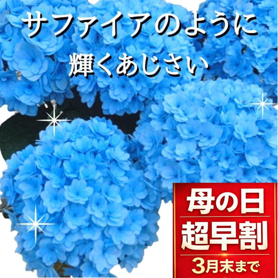 母の日 2026 サファイアクイーン アジサイ 紫陽花 新品種 鉢植え 5号