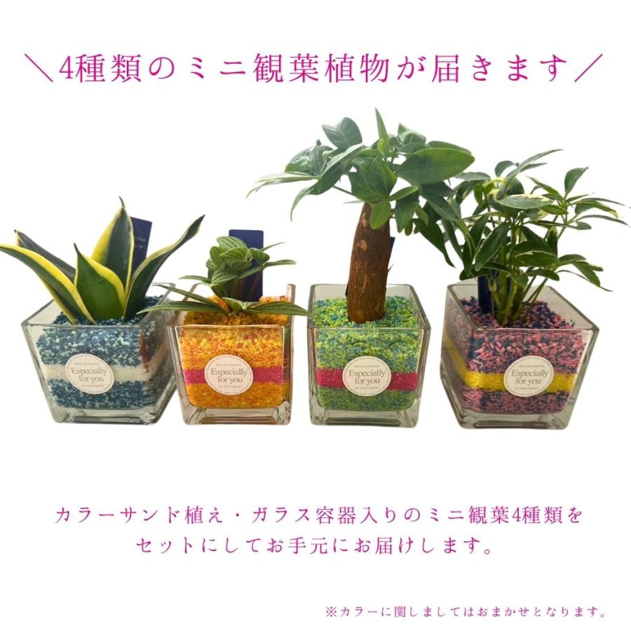 父の日 ミニ観葉 シュシュ 4種セット カラーサンド植え ガラス容器入 観葉植物 シェフレラ ガジュマル ペペロミア サンスベリア カラーリングおまかせ｜masudagreen1｜02