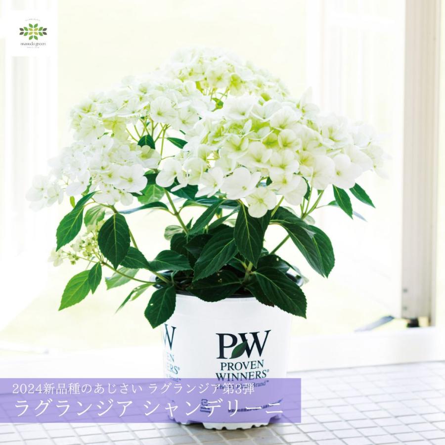 ラグランジア　紫陽花　カラフルランジア　斑入り多花性　5種鉢ごとタグ付き匿名発送 母の日 2026 レア アジサイ ラグランジア シャンデリーニ 新品種