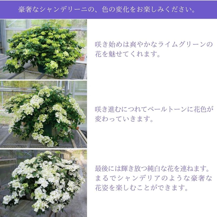 母の日 2026 レア アジサイ ラグランジア シャンデリーニ 新品種 