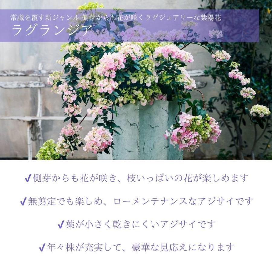 母の日 2026 レア アジサイ ラグランジア シャンデリーニ 新品種 