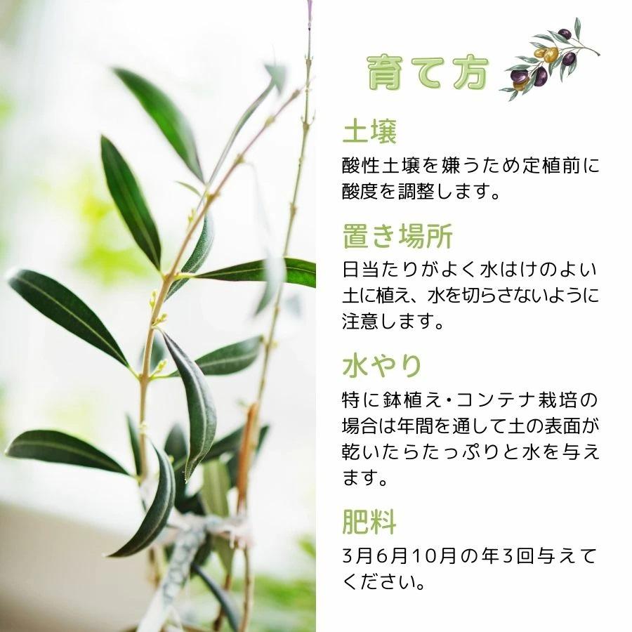 オリーブ苗木 おまかせ2種セット 3.5号ロング×2ポット オリーブ オリーブ苗木 おまかせ2種セット 3.5号ロング×2ポット オリーブ
