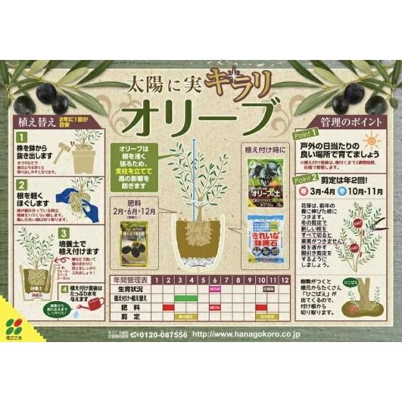 オリーブ苗木 おまかせ2種セット 3.5号ロング×2ポット オリーブ オリーブ苗木 おまかせ2種セット 3.5号ロング×2ポット オリーブ