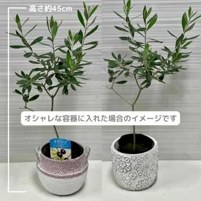 その他】☆6品種セット☆ オリーブの木☆シンボルツリー オリーブの苗☆