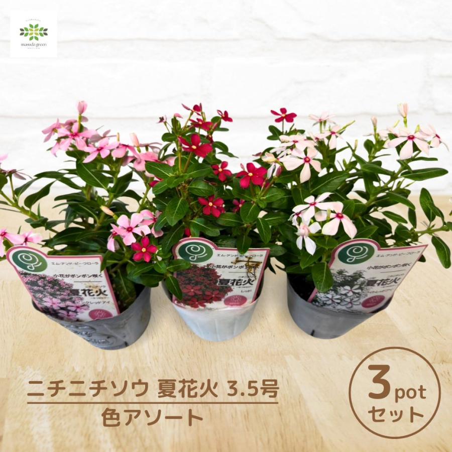 草花 金魚草 苗 寄せ植え 3.5号 切り花に 花色お任せ 中高性