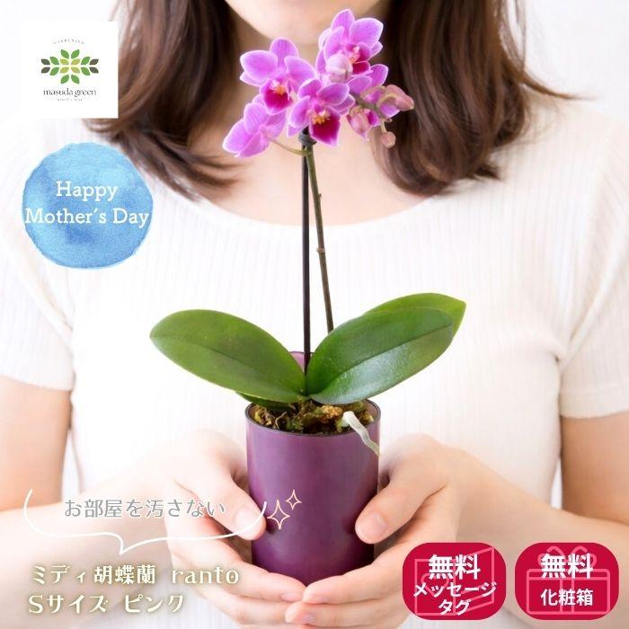 遅れてゴメンね 母の日 2026 ミディ胡蝶蘭 ranto ピンク 鉢植え S