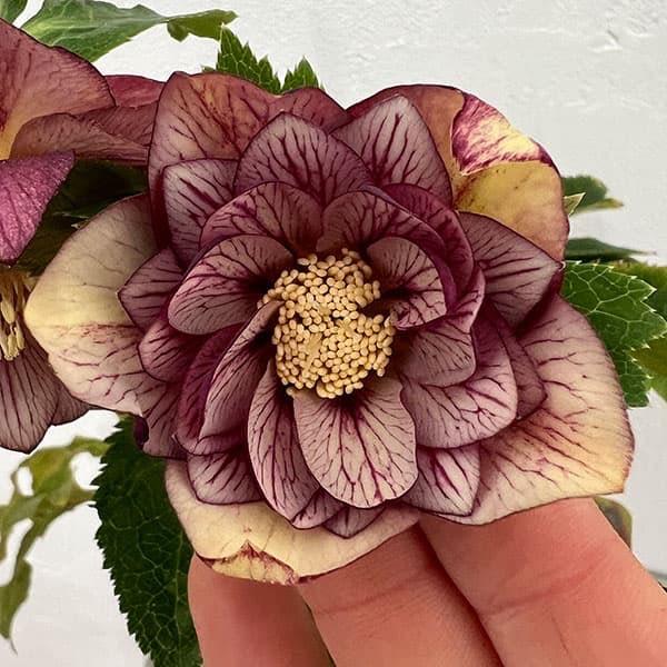 門外不出　クリスマスローズ　苗　ダーククレオパトラ　八咫烏　サニービー　ゴールド 門外不出 クリスマスローズ 苗 ダーククレオパトラ 八咫烏 サニービー