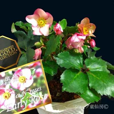 訳アリ超特価 クリスマスローズ 氷の薔薇 鉢植え アーリーローズ 4.5号