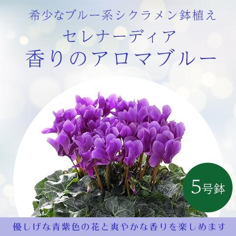 シクラメン 鉢植え 希少 ブルー系 香りのアロマブルー ５号 フラワーギフト ギフト プレゼント クリスマス 送料無料 Win Cyc3 マスダグリーン 通販 Yahoo ショッピング