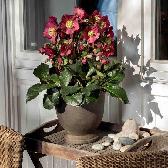 クリスマスローズ 氷の薔薇 イタリアーノ ベノッタ 開花株 花付き 4.5