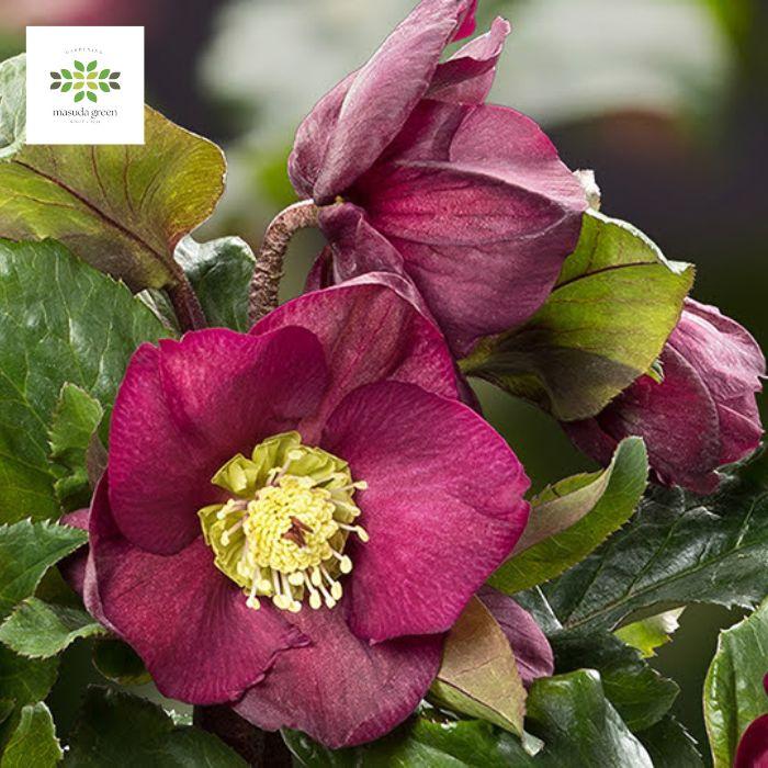 クリスマスローズ 氷の薔薇 イタリアーノ大株３株 クリスマスローズ 氷の薔薇 イタリアーノ ベノッタ 開花株 花付き 4.5