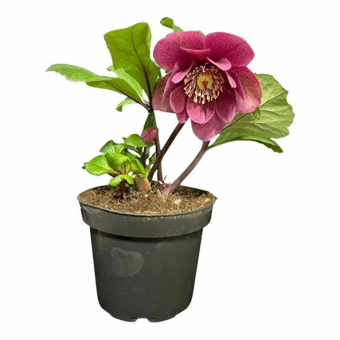 クリスマスローズ 雪の妖精 2024年新品種 フーリールビー 4.5号 開花株