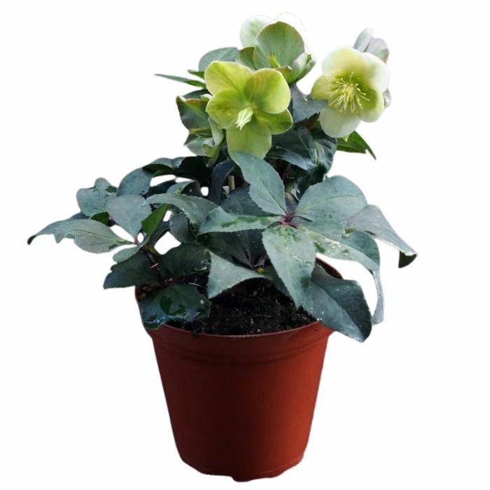 クリスマスローズ スノーローズ HGC マーロン 鉢植え 4.5号 開花株 花