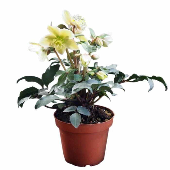 クリスマスローズ スノーローズ HGC モンテクリスト 鉢植え 4.5号 開花