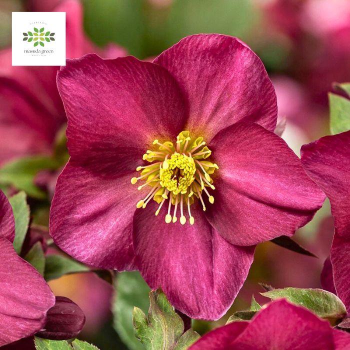 クリスマスローズ 氷の薔薇 レッドロマンス 新品種 開花株 花付き 4.5