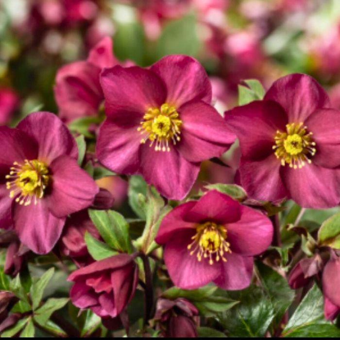 クリスマスローズ 氷の薔薇 レッドロマンス 新品種 開花株 花付き 4.5