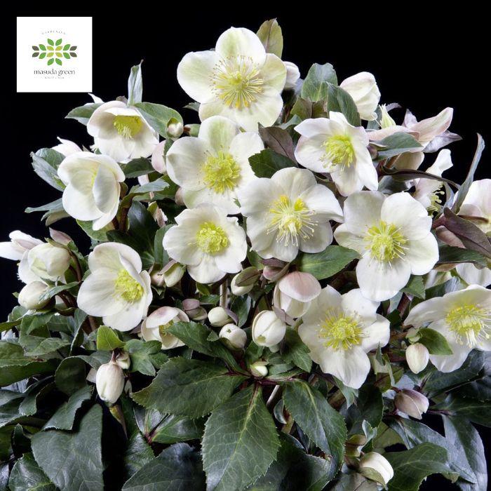 クリスマスローズ スノーローズ HGC スノーダンス 鉢植え 4.5号 開花株