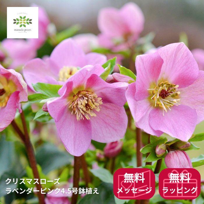 かーくん クリスマスローズ 開花実績株 DDピンクグラデーション 楽天