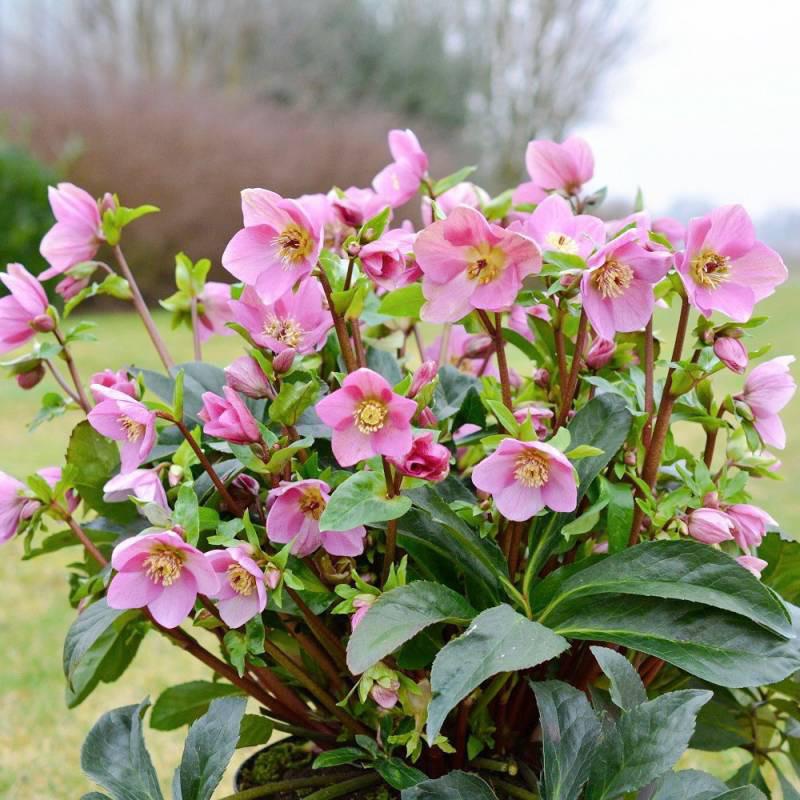 クリスマスローズ ラベンダーピンク 鉢植え 4.5号 開花株 花付き 自宅