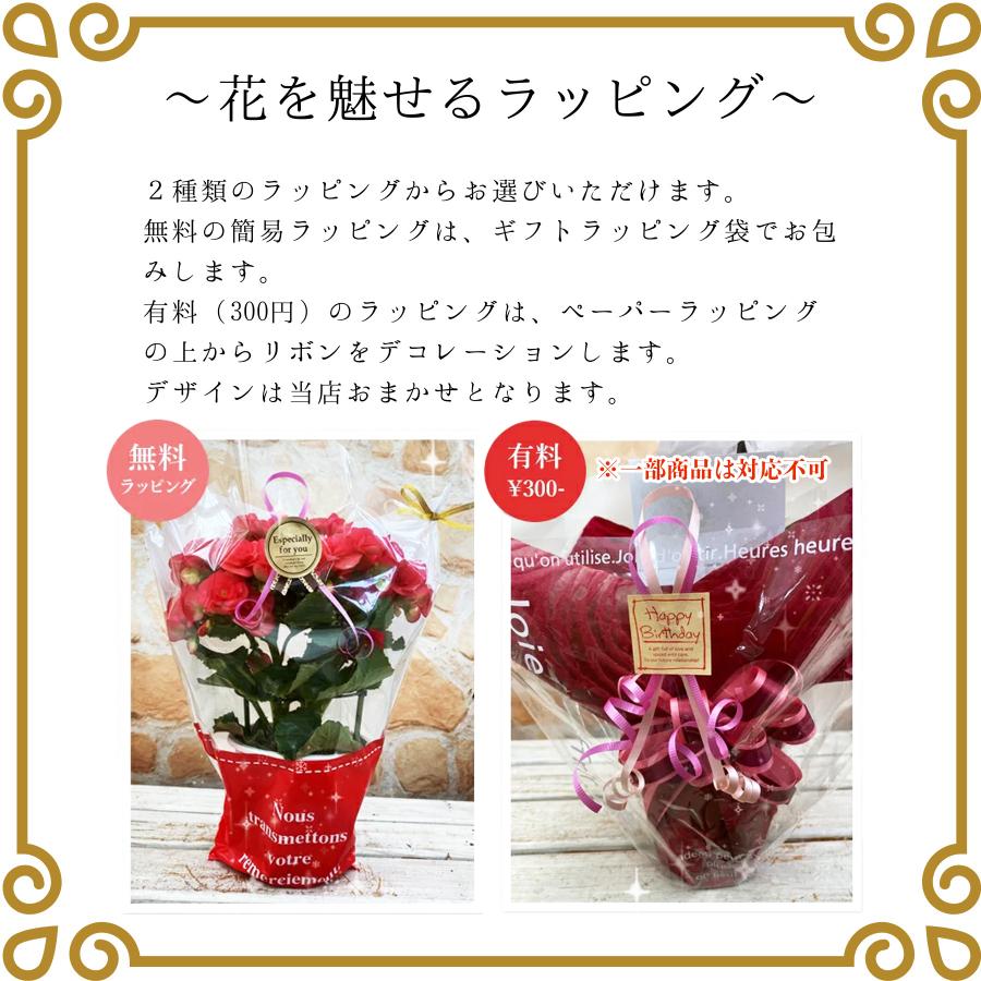 クリスマスローズ ラベンダーピンク 鉢植え 4.5号 開花株 花付き 自宅