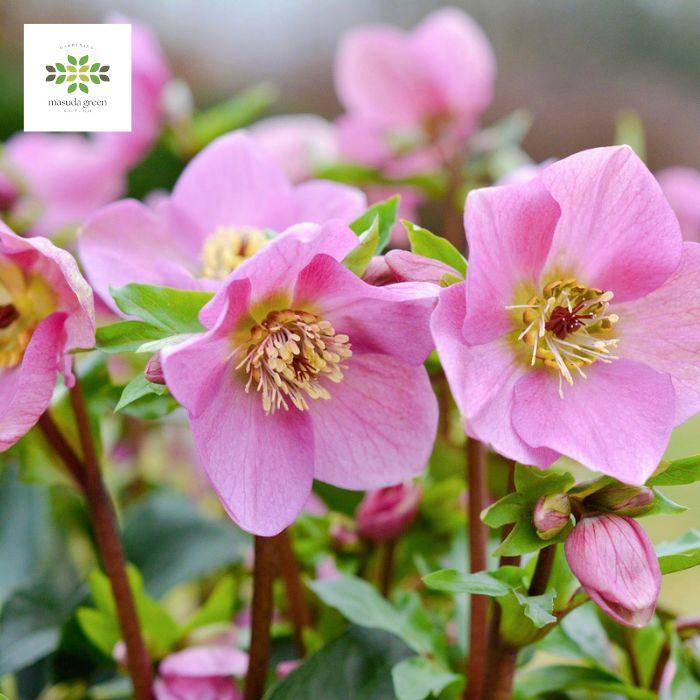 クリスマスローズ ラベンダーピンク 鉢植え 4.5号 開花株 花付き 自宅