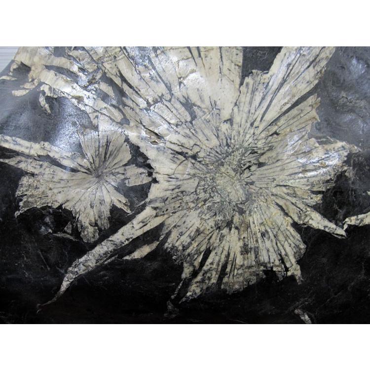 菊花石 【56】高さ約45cm 幅約68cm 台付き 景石 天然石 置物 自然石