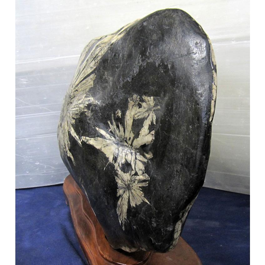 菊花石 【56】高さ約45cm 幅約68cm 台付き 景石 天然石 置物 自然石