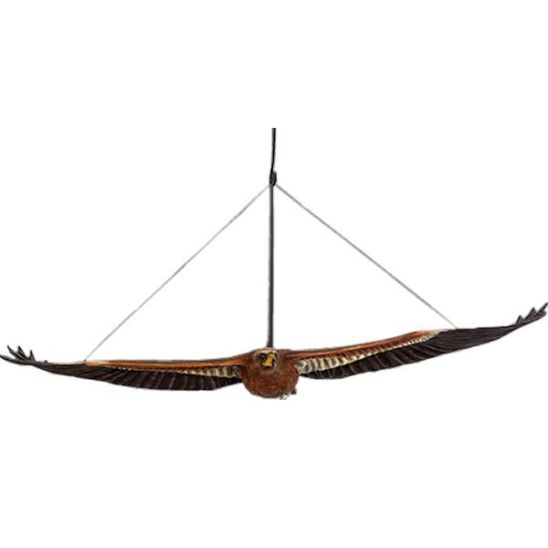 ウェッジテイルドワシ くさび型の尾をもつ鷲 猛禽類 鳥 壁掛け 吊り