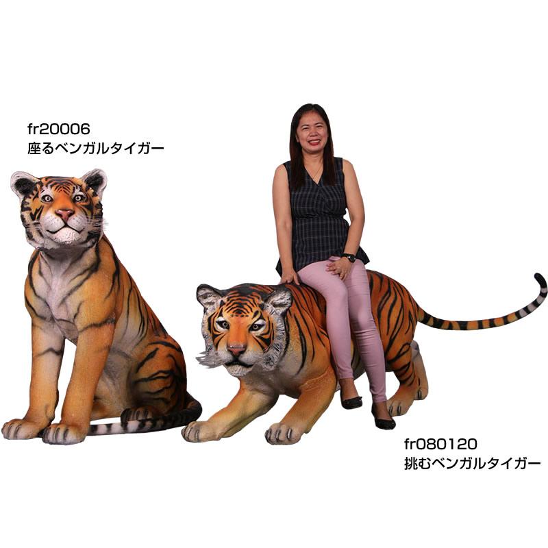座るベンガルタイガー 可愛い 実物大 大型 リアル アニマル サファリ FRP オブジェ 虎 トラ とら 動物 インテリア フィギュア 置物 看板 博物館 動物園 fr200006の画像