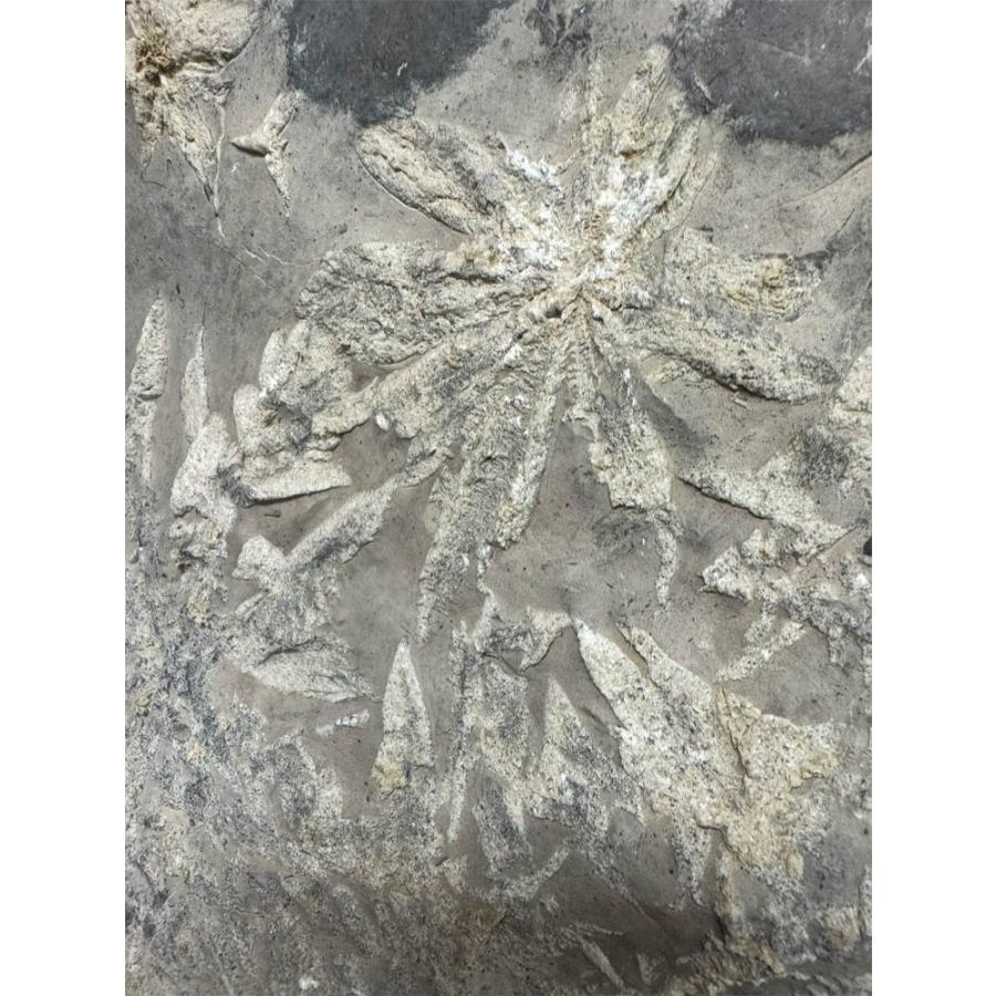 菊花石 【42】台付き 高さ約68cm 鑑賞石 盆石 景石 飾り石 希少 天然石 置物 水石 自然の芸術！  自然石 パワーストーン 銘石の画像
