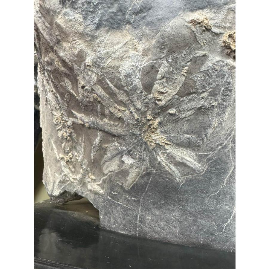 菊花石 【42】台付き 高さ約68cm 鑑賞石 盆石 景石 飾り石 希少 天然石 置物 水石 自然の芸術！  自然石 パワーストーン 銘石の画像