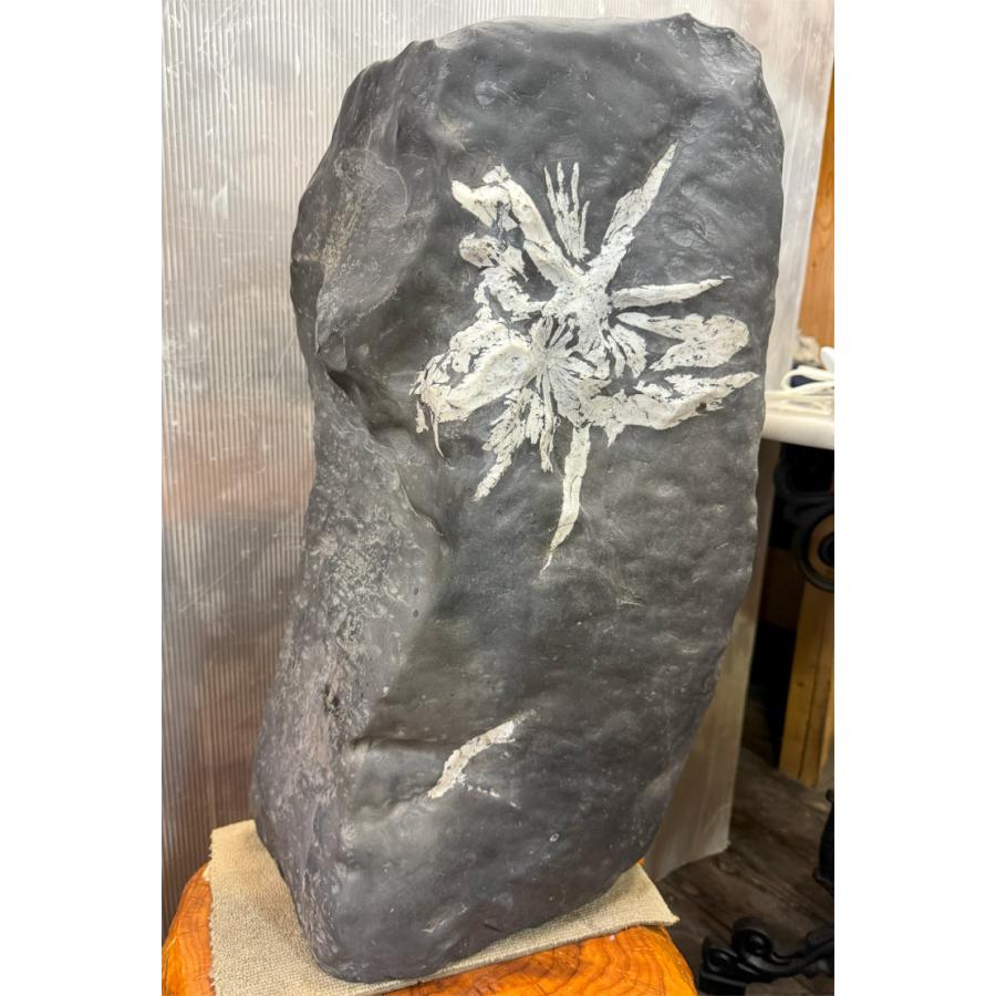 菊花石 【44】高さ約57cm 幅約27cm 飾り石 天然石 置物 鑑賞石 パワーストーン 盆石 景石  希少 水石 自然の芸術！  自然石 銘石の画像