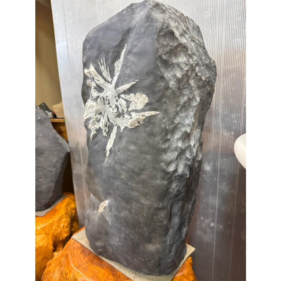菊花石 【44】高さ約57cm 幅約27cm 飾り石 天然石 置物 鑑賞石 パワーストーン 盆石 景石  希少 水石 自然の芸術！  自然石 銘石の画像