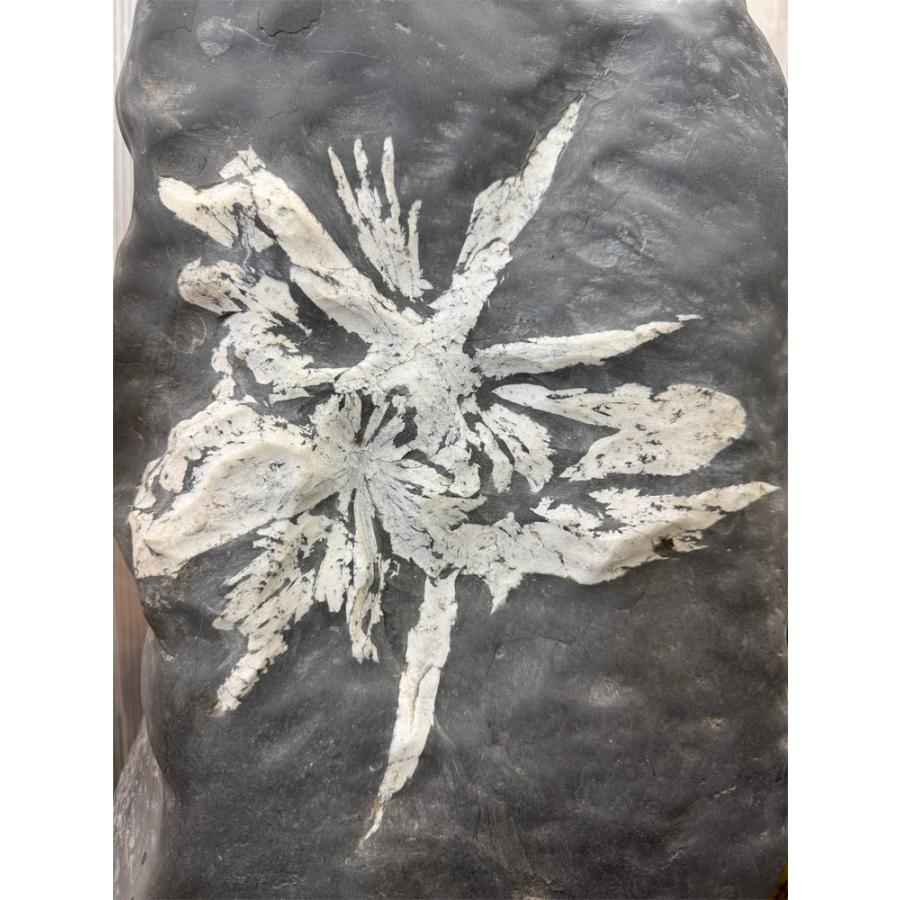 菊花石 【44】高さ約57cm 幅約27cm 飾り石 天然石 置物 鑑賞石 パワーストーン 盆石 景石  希少 水石 自然の芸術！  自然石 銘石の画像