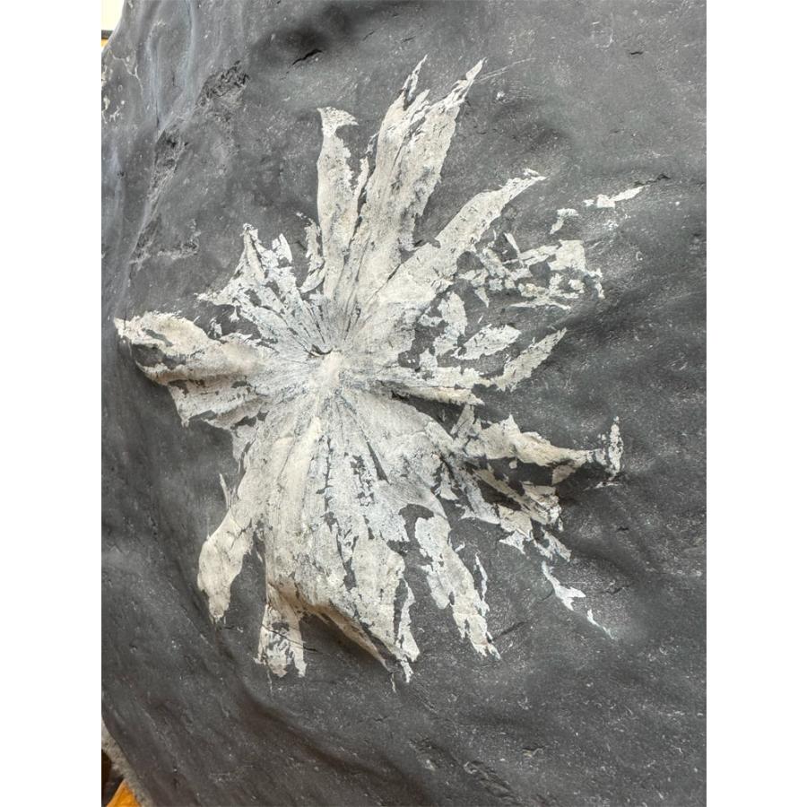 菊花石 【45】高さ約49cm 幅約47cm 天然石 置物 飾り石 鑑賞石 銘石 パワーストーン 盆石 景石  希少 水石 自然の芸術！  自然石の画像