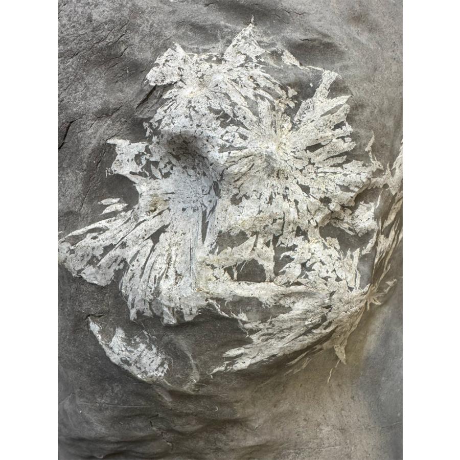 菊花石 【47】高さ約58cm 幅約36cm 景石 天然石 置物 飾り石 鑑賞石 銘石 パワーストーン 盆石 希少 水石 自然の芸術！  自然石の画像