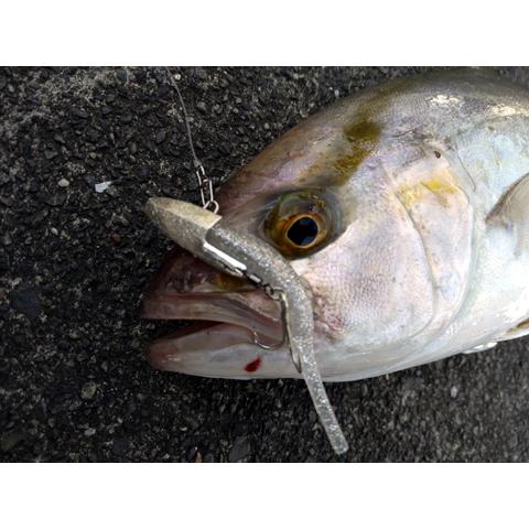 Never Late Japan オリジナル パチ専ダートヘッド 約5 5g 2個入り Pachisendh ルアーショップ マスオカ 通販 Yahoo ショッピング