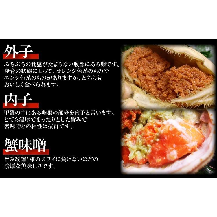11月中旬発送 12月終売 かに カニ ズワイガニ ますよね 当店仲買人直競り 日本海せいこ蟹 約5匹 2-3人前 競りたて茹でたて 足折有 コッペ 香箱蟹 セコガニ 爆買 | ますよね | 09