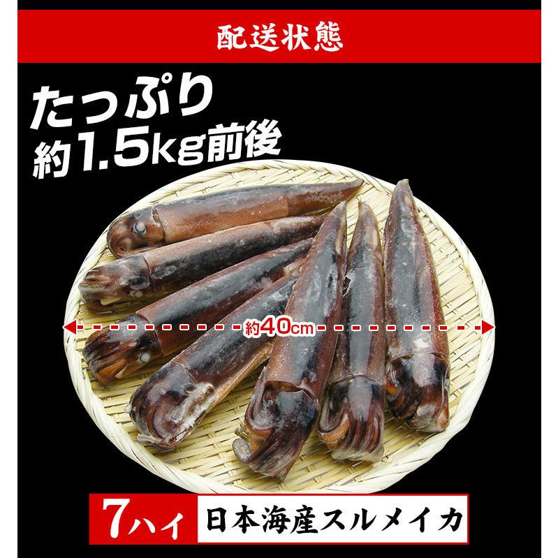 予約販売 本 イカ いか 生 解凍後に吸盤が吸いつく鮮度 日本海産 生スルメイカ姿7ハイ 約1 5kg お刺し身 刺身 あすつく非対応 Supplystudies Com