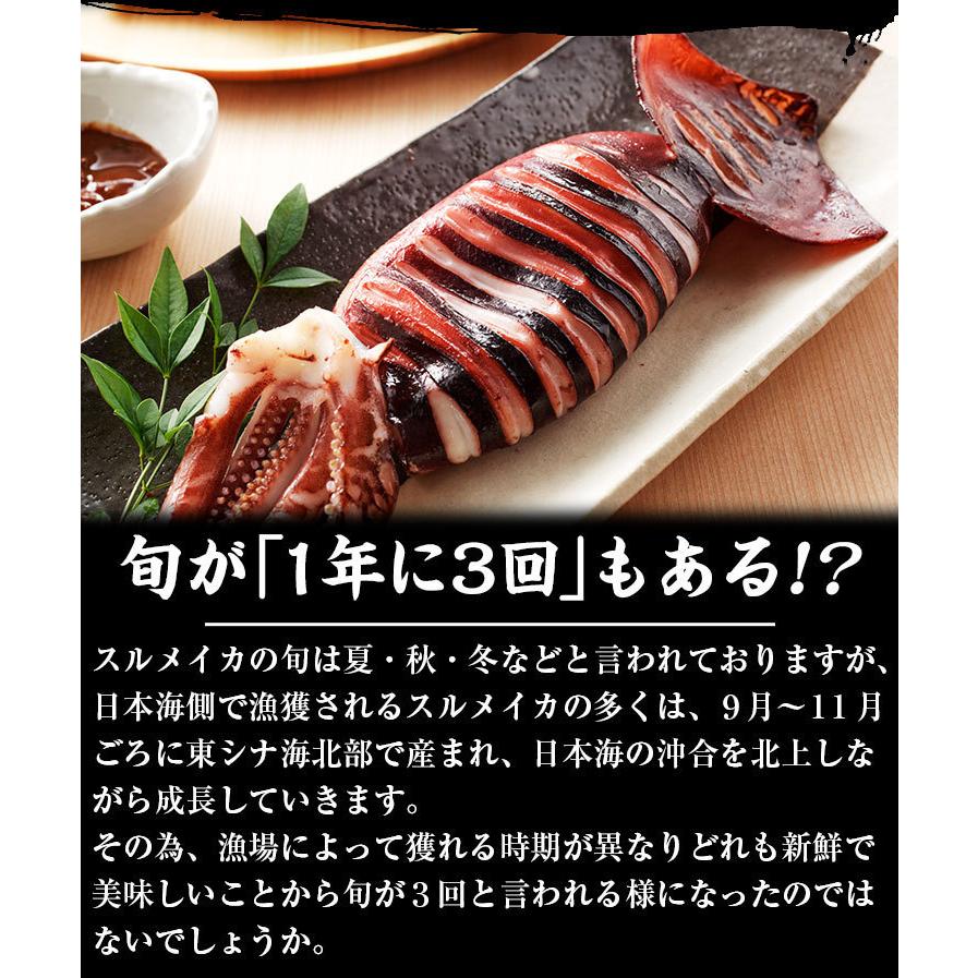 予約販売 本 イカ いか 生 解凍後に吸盤が吸いつく鮮度 日本海産 生スルメイカ姿7ハイ 約1 5kg お刺し身 刺身 あすつく非対応 Supplystudies Com